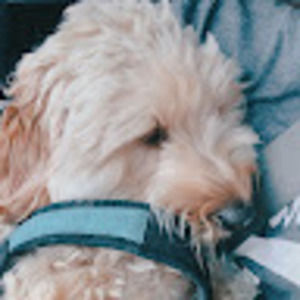 Meet your Posher, Lexi